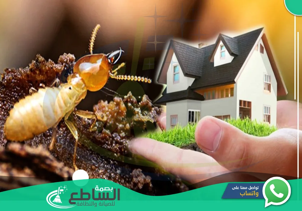 شركة مكافحة النمل الابيض بابها