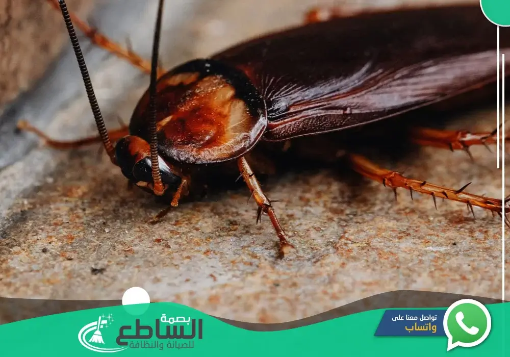 مكافحة صراصير