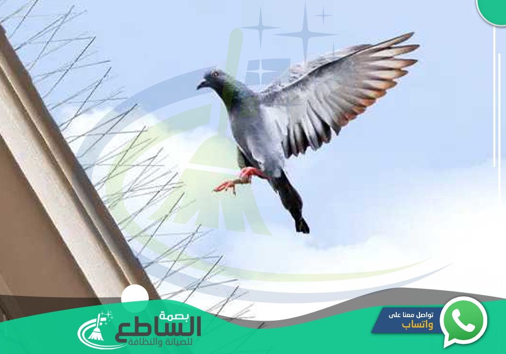 شركة مكافحة الحمام بخميس مشيط 🕊 | 0557997714 | وجميع أنواع الطيور