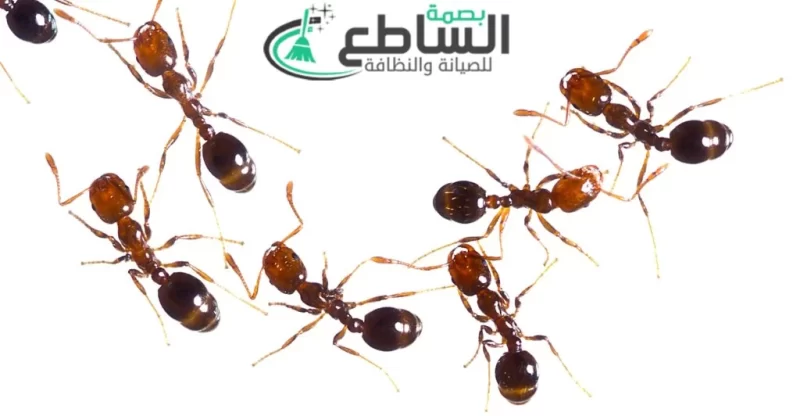 رش مبيدات بخميس مشيط شركة مكافحة النمل الأبيض بخميس مشيط