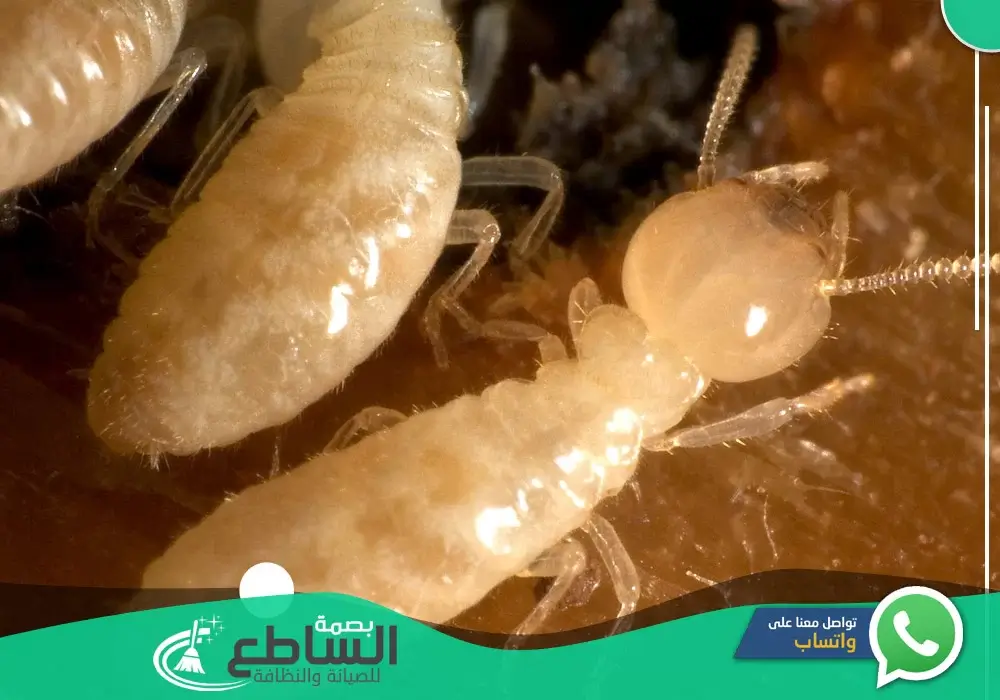 مكافحة النمل