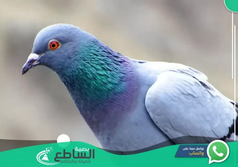 Bath control company in Abha1 e1676890743154