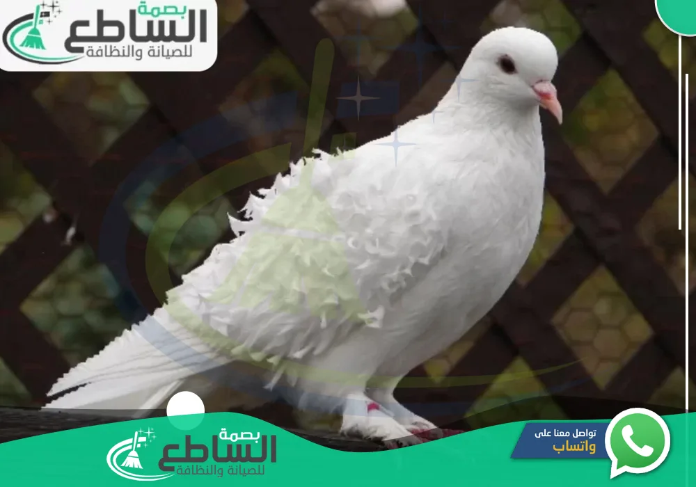 شركات تركيب طارد الحمام بأبها