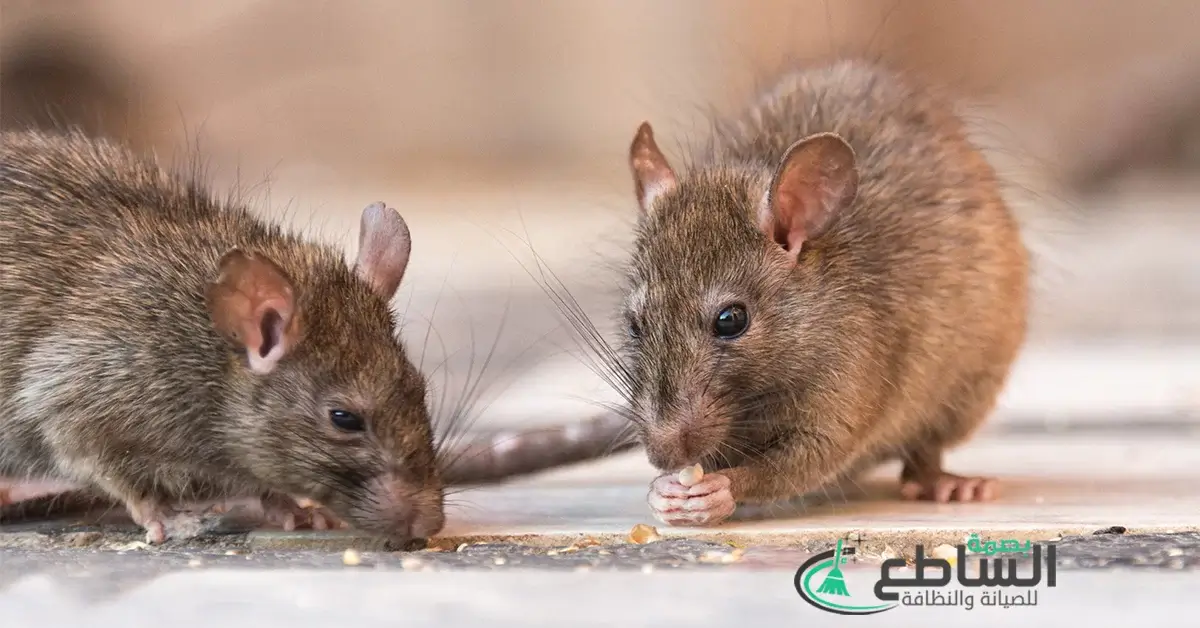 مكافحة فئران